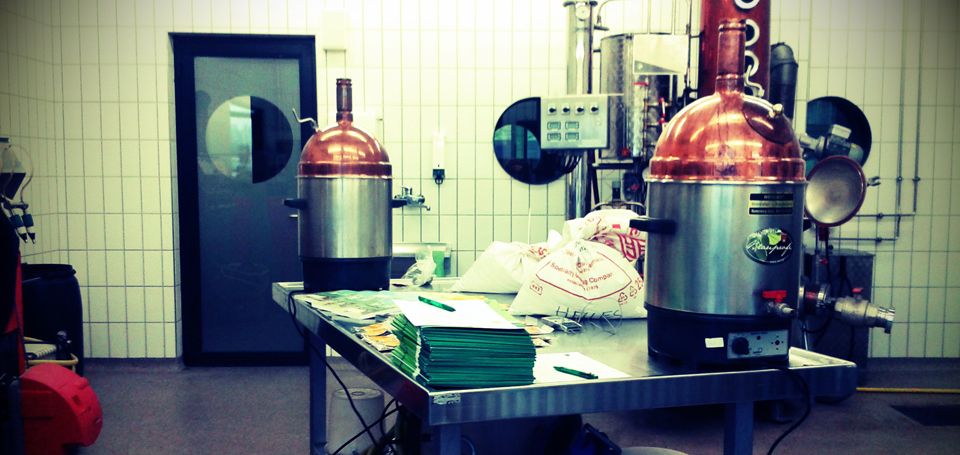 Black dog relaxing on the floor